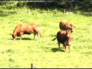 Limousin-Rinder auf der Weide